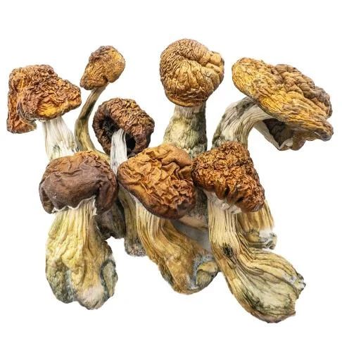 Champignons Champignons Magiques – Méchants Bleus