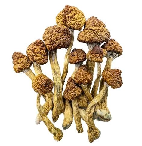 Champignons Magiques – Brésiliens