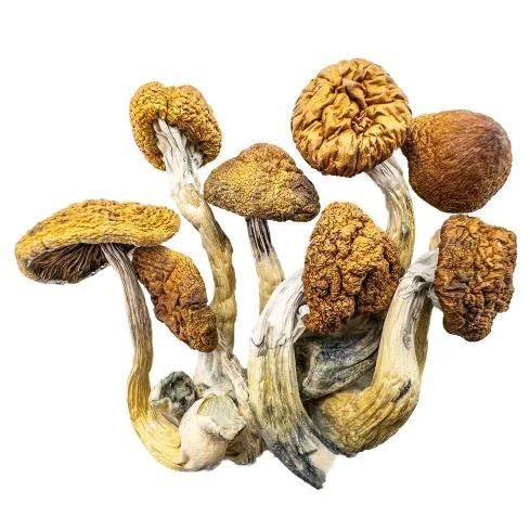 Champignons Magiques – Papa Longues Jambes